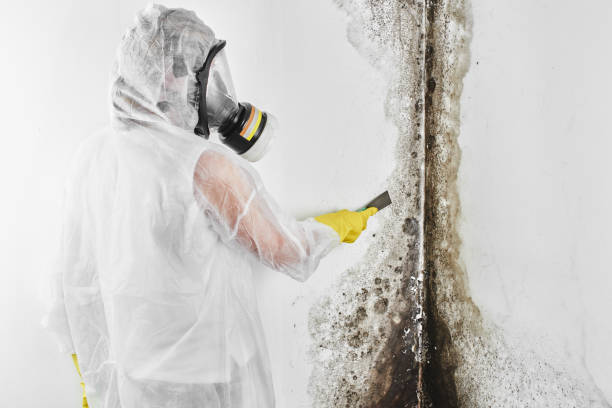 Best Mold Remediation for Specific Building Types in West Reading, PA