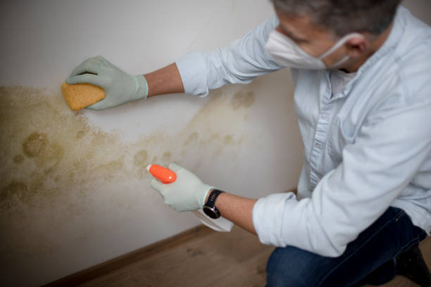 West Reading, PA Mold Remediation Company