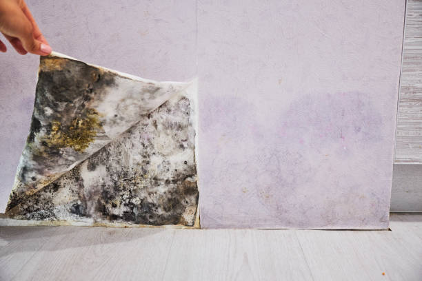Professional Mold Remediation in West Reading, PA